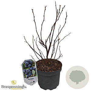 Vaccinium c. 'Duke' 30-40 cm 3,0L