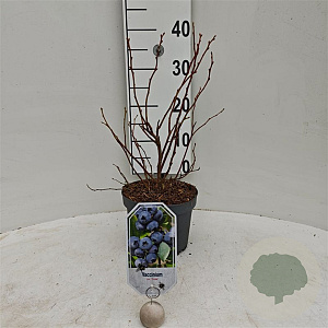 Vaccinium c. 'Duke' 30-40 cm 3,0L