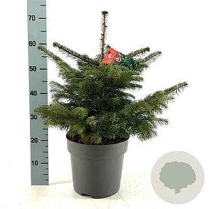 Abies nordmanniana 175-200 cm draadkluit solitair