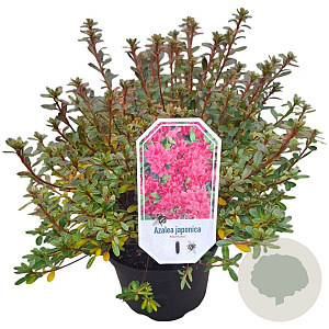 Azalea (J) 'Momoko' 25-30 cm 4,0L