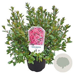 Azalea (J) 'Silvester' 25-30 cm 4,0L