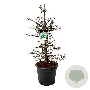 Hydrangea petiolaris 100-125 cm cont. 55L extra