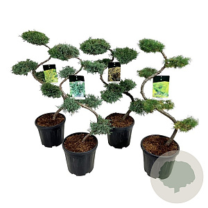 Mixlaag coniferen 80 cm 15L bonsai