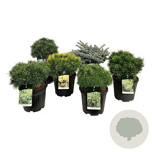 Mixlaag veredelde coniferen exclusief 40-50 cm 15L