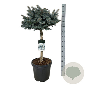 Picea pungens 'Glauca Globosa' 60 cm stam 30L
