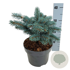 Picea pungens 'Karpaten' 20-25 cm
