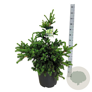 Picea pungens 'Lucky Strike' 60-80 cm 30L extra