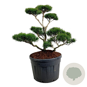 Pinus contorta 100-125 cm cont. 180L bonsai