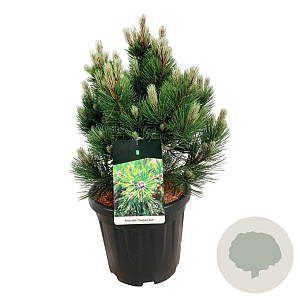 Pinus heldreichii 'Compact Gem' 50-60 cm 15L