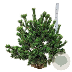 Pinus mugo 80-100 cm met kluit extra