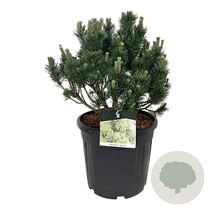 Pinus mugo 'Limerick' 40-50 cm 30L extra