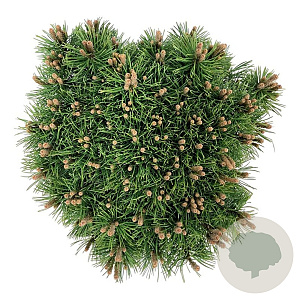 Pinus mugo 'Mops' 30-40 cm 15L