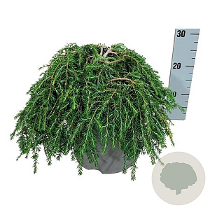 Tsuga can. 'Cole's Prostrate' 30-40 cm 7,5L