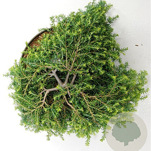 Tsuga can. 'Cole's Prostrate' 30-40 cm 7,5L