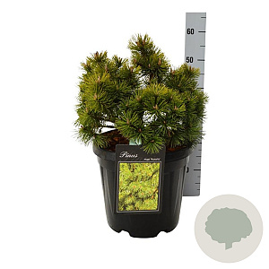 Pinus mugo 'Mumpitz' 80-100 cm cont. 110L solitair