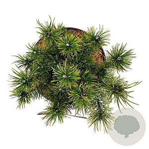 Pinus mugo 'Ophir' 20-25 cm