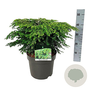 Tsuga can. 'Green Globe' 50-60 cm 7,5L