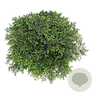 Tsuga can. 'Green Globe' 50-60 cm 7,5L