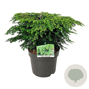 Tsuga can. 'Green Globe' 50-60 cm 7,5L