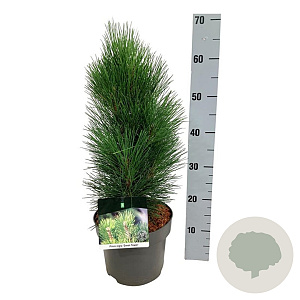 Pinus nigra 'Green Tower' 30-40 cm 4,5L