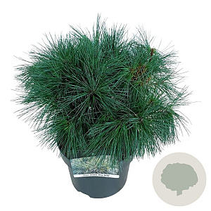 Pinus strobus 'Blue Shag' 30-40 cm 4,5L