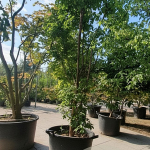 Acer griseum 300-350 cm container meerstammig