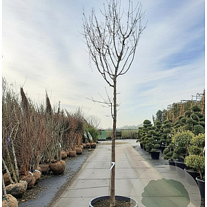 Acer griseum 200 cm stam container 20-25 leiboom