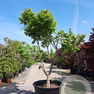 Acer palmatum 250-300 cm container meerstammig Bladkleur