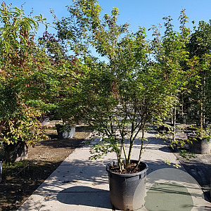 Acer palmatum 250-300 cm container meerstammig