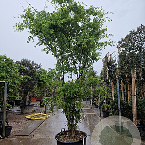 Acer palmatum 300-350 cm container meerstammig