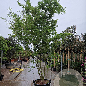 Acer palmatum 300-350 cm container meerstammig