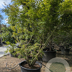 Acer palmatum 300-350 cm container meerstammig struik
