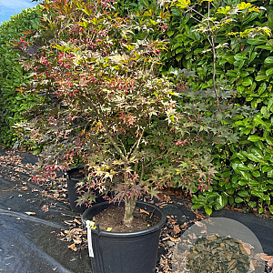 Acer pal. 'Bloodgood' 100-125 cm container multiplateau