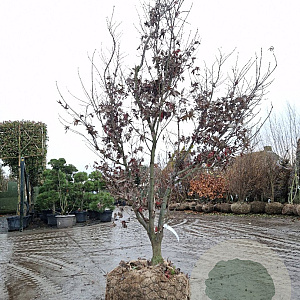 Acer pal. 'Bloodgood' 200-250 cm draadkluit meerstammig 4 X verplant extra