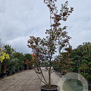 Acer pal. 'Bloodgood' 300-350 cm container solitair
