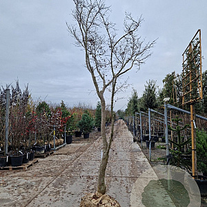 Acer pal. 'Bloodgood' 350-400 cm draadkluit solitair 2-3 tak