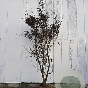 Acer pal. 'Bloodgood' 350-400 cm draadkluit solitair 3-5 tak
