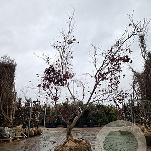 Acer pal. 'Fireglow' 200-250 cm draadkluit solitair