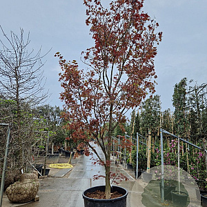 Acer pal. 'Fireglow' 350-400 cm container solitair 2-3 tak