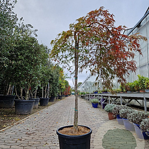 Acer pal. 'Green Lace' 100 cm stam container kroon 80-100