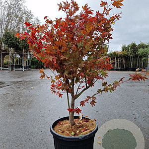 Acer pal. 'Osakazuki' 125-150 cm container meerstammig