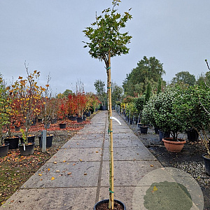 Acer pal. 'Osakazuki' 180 cm stam container 6-8