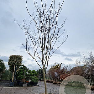 Albizia julibrissin 180 cm stam draadkluit 20-25