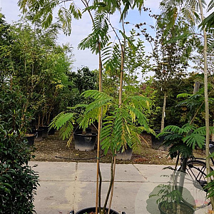 Albizia julibrissin 200-250 cm container meerstammig extra