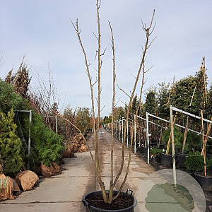 Albizia julibrissin 250-300 cm container meerstammig extra