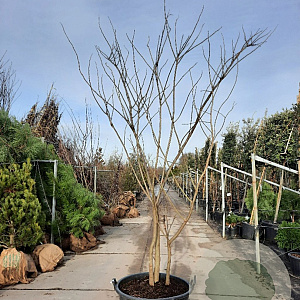 Albizia julibrissin 350-400 cm container meerstammig