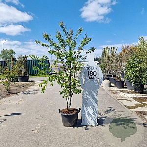 Amelanchier lamarckii 175-200 cm container meerstammig