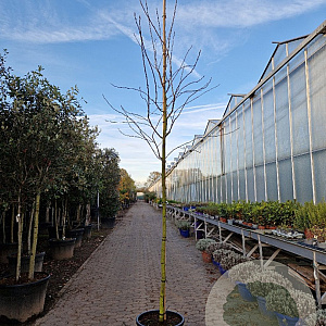 Amelanchier lamarckii 10-12 HO 40L