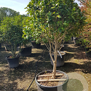 Camellia japonica 175-200 cm container piramide