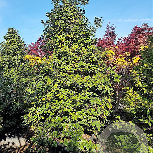 Camellia japonica 300-350 cm container solitair